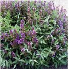 Neysastore 100 Sage- Broadleaf-(Salvia Officinalis) Seeds