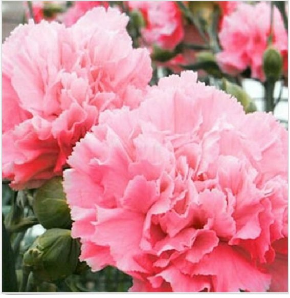 Neysastore 50 Carnation (Dianthus Caryophyllus Grenadin) Rose seeds