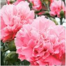 Neysastore 50 Carnation (Dianthus Caryophyllus Grenadin) Rose seeds