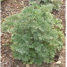 Neysastore 100 Wormwood- Artemisia Absinthium Seeds