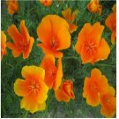 Neysastore 500 Poppy- California Orange Seeds