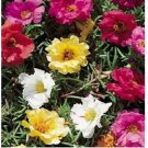 Neysastore 200 Moss Rose (Portulaca Grandiflora)- Mixed Colors seeds