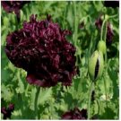 Neysastore 500 Poppy- Double Black seeds