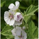 Neysastore 25 Marsh Mallow (Althaea Officinalis) Seeds