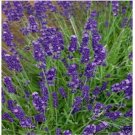 Neysastore 100 Lavender English (Lavandula Angustifolia - Vera) Seeds