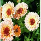 Neysastore 50 Calendula (Calendula Officinalis)- Pink Surprise seeds