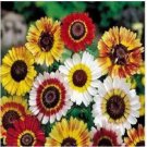 Neysastore 100 Painted Daisy Mum-Chrysanthemum- Tricolor Seeds