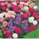 Neysastore 50 Seeds Aster Powderpuff Mix