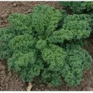 Neysastore 200 Seeds Kale Vates Blue Curled