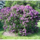 Neysastore 20 Seeds Lilac Common