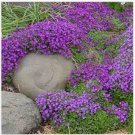 Neysastore 100 Seeds Rock Cress Aubrieta Whitewell