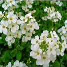 Neysastore 100 Seeds Rock Cress Aubrieta Alpine White