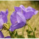 Neysastore 200 Seeds Tussock Bellflower Purple Blue