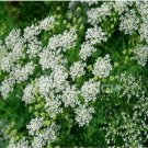 Neysastore 500 Seeds Queen Anne's Lace