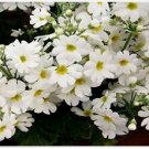 Neysastore 50 seeds Primrose Fairy White