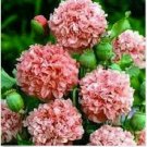 Neysastore 100 SeedsPeony Poppy Salmon