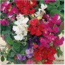 Neysastore 15 Seeds Sweet Pea Royal Mix