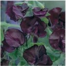 Neysastore  15 Seeds Sweet Pea Royal Maroon Lathyrus Odoratus