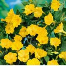 Neysastore 50 Seeds Four O'clock Yellow