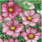 Neysastore 100 Seeds Cosmos Picotee Mix