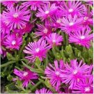 Neysastore 25 Seeds Ice Plant Table Mountain