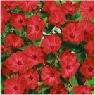 Neysastore 50 Seeds Four O'clock Red