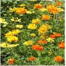 Neysastore 100 Seeds Cosmos Bright Lights Mix
