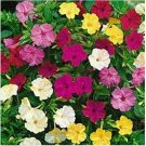 Neysastore 50 Seeds Four O'clock- Mixed colors