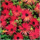 Neysastore 100 Seeds Ice Plant Livingston Daisy Red