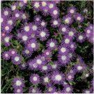 Neysastore 25 Seeds Ice Plant Stardust
