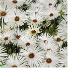 Neysastore 100 Seeds Ice Plant Livingston Daisy white