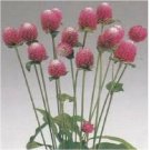 Neysastore 50 Seeds Gomphrena Salmon