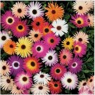 Neysastore 100 Seeds Ice Plant Livingston Daisy Mixed