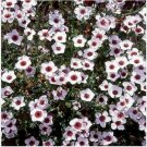 Neysastore 100 Seeds Flax Bright Eyes