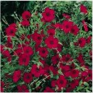 Neysastore 200 Seeds Flax Scarlet