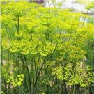 Neysastore 200 Seeds Fennel Florence