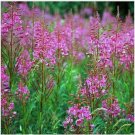 Neysastore 100 Seeds Fireweed