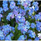 Neysastore 500 Seeds Forget Me Nots