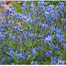 Neysastore 500 SeedsForget Me Nots Chinese Blue