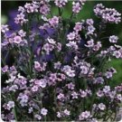 Neysastore 100 Seeds Forget Me Nots Chinese Pink