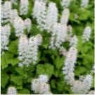 Neysastore 25 Seeds Foamflower