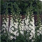 Neysastore 250 Seeds Foxglove White