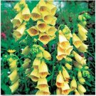 Neysastore 50 Seeds Foxglove Yellow