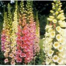 Neysastore 250 Seeds FoxgloveDwarf Foxy Mix