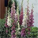 Neysastore 500 Seeds Foxglove Excelsior Mix