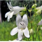 Neysastore 100 Seeds Foxglove White Beardtongue