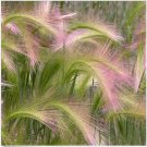 Neysastore 25 Seeds Foxtail Barley