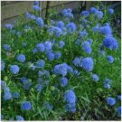 Neysastore 100 Seeds Gilia Capitata