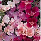 Neysastore 100 SeedsGodetia Monarch Mix