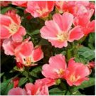 Neysastore 100 Seeds Godetia Orange